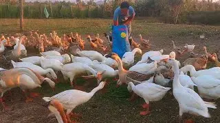 Morning & Evening Feeding Time on Our Farm 🌾🐓🦆