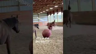 Do horses like toys? I think it&rsquo;s safe to say Zeena loves her mega ball 😂 #horses #horsesplaying