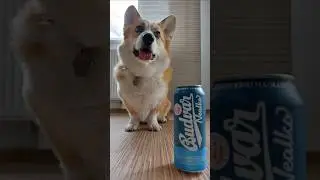 Выходной для печени Light. Budvar Nealko \ Budějovick&yacute; Budvar