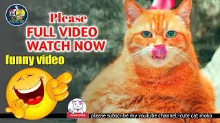 #Cutecata Animals Videos || Fanny Cat Videos || Cute Cat Moko || #बिल्लीकावीडियो #शॉट_वीडियो2022