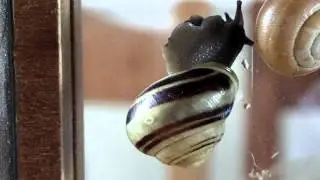 A Cepaea hortensis grooming its shell,  2 of 3