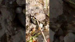 discovery of gold ore in a pile of dirt #gold #goldcollector #golddigging #satisfying