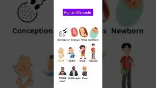 Human life cycle #english #vocabularywords #learnenglish #humanlife #englishspeaking