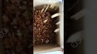 Efficiency Almond Shelling Machine Price / Almond Cracking Machine