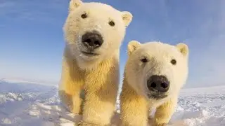 Last Chance to Save Polar Bears