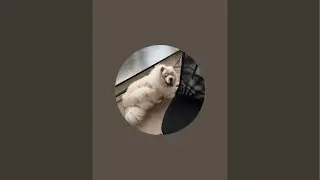 MUST SEE!!! bitcoin dominance situation- do we reach escape velocity? TAO LONGS!