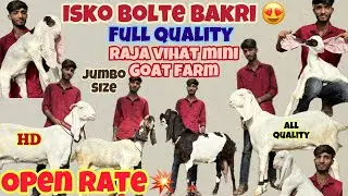 Isko Bolte Bakriyan 😍|| Full Line Ki Quality Jumbo Gulabi Hydpat Female At Raja Vihat Mini goat farm