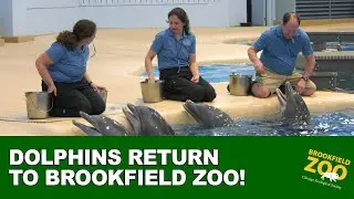 Dolphins Return to Brookfield Zoo!!!