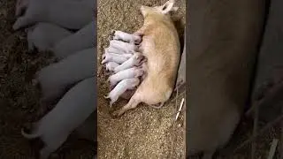 From Piglets to Pigs. Our Farm Story