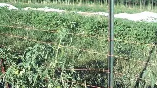Boulder Belt Eco-Farm 2012 Tomato Tour