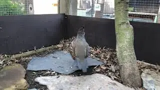 Calli the California Quail at WildCare