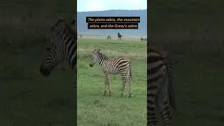 How Many Species of Zebras are There? #shortsfeed #shorts #zebras  #factsonanimals #species