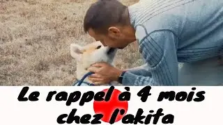 Évolution du rappel chez un chiot akita âgé de 4 mois !