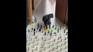Cat Smoothly Walks Through Obstacle Course!