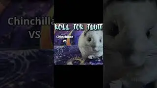 🐭Roll for Fluff