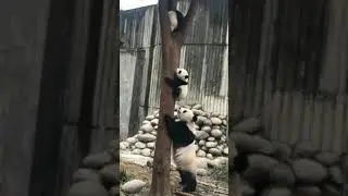 Panda, Baby Panda