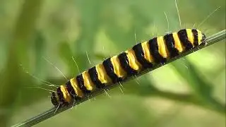 ГУСЕНИЦЫ: Tyria jacobaeae (Медведица Кровавая)