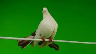 pigeon standing green screen video || free copyright cartoon videos #pigeon #cartoon #greenscreen