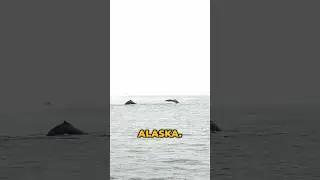 WHERE TO SEE WHALES IN ALASKA 🐋 #whalewatching #alaska