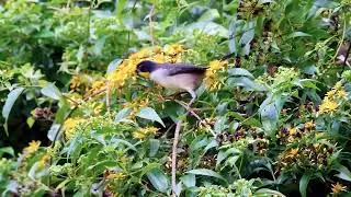 WHITE NAPED BRUSHFINCH, The MOST BEAUTIFUL BIRDS of COSTA RICA