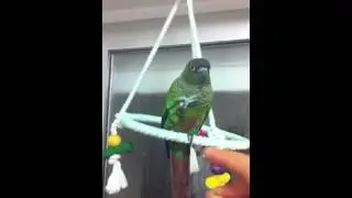 Conure pyrrhura molinae dressage