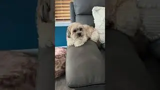 Armrest Puppy #adorabledog #shorkie #shorts #sleepydog #doglife #dog