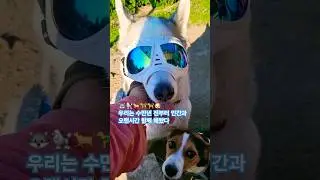 개들의 입장 (feat.실버와 친구들) #명견실버 #silver #husky #siberianhusky #russia #반려견일상