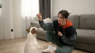 5 curiosità sul Jack Russell Terrier che ti sorprenderanno