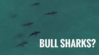 Oct 8, 2025 Brunswick Heads Sharks