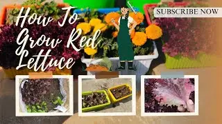 || How To Grow Red lettuce || लाल सलाद कैसे उगायें | Gardening Tours #gardeningtour