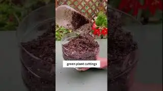 green plant cuttings#greenplants #plants #plantsoftiktok #foryou #grow #grafting #leaves #sprout #c