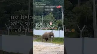 Cute and Determined: Baby Elephant's Wall-Climbing Struggle