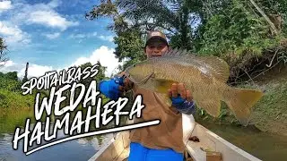 TERNYATA ADA CINTANYA WALAU AIR SUNGAI SEDANG KERUH. SPOTTAIL BASS HALMAHERA