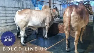 Heavy Weight Bolod Gorur Line Up | Giant Indian Bolod Goru | Apple Agro 2020 | Dhaka Cow Mania