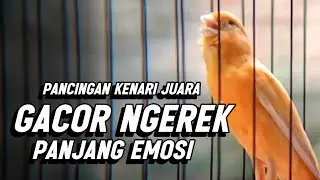 #001 KENARI Gacor Panjang Cuit Cuit NGEROL  utk Pancingan Kenari Paud dan Masteran Murai Batu
