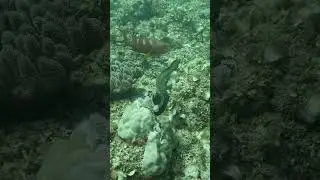 Sabre tooth Blenny torments the speckled moray who leaves at speed