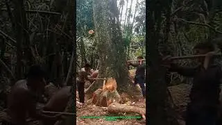 How to Fell a Giant Tree Manually? Traditional Logging Skills in Action!