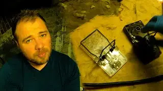 Rats in the attic: solutions to get rid of them 🐀