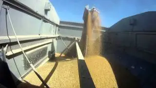 Gleaner R72 Combine GoPro Hopper Cam.  Filling the hopper FAST!!