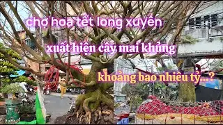 Xôn Xao - Chợ Hoa Xuân Long Xuyên 2026 Xuất Hiện Cây Mai Cực Khủng