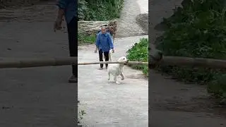 Cuteness overload protection 🥰😂🐕 #youtubeshorts #labrador #shorts #pitbull #dog