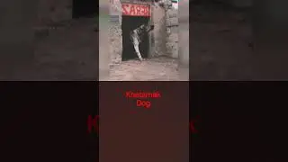 big dog house carring dog#germanshepheard #manojdey #dog #song #animals