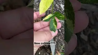 New Variegated Passion Vine Cultivar???