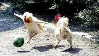 hip hop chicken LONG version (not full)