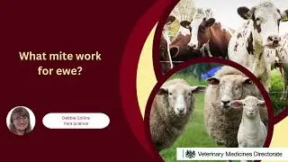 Debbie Collins What mite work for ewe