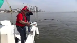Pesca de Corvina com 50 Kg | Tejo 2016