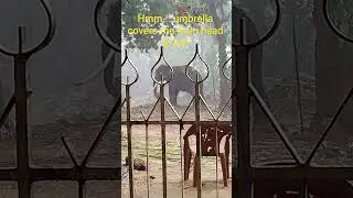 :😂🐘 Elephant&rsquo;s rainy day umbrella &ndash; a coconut frond! 🌴☔ #ElephantVibes #RainyMood #FunnyAnimals