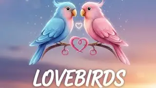 Relaxing Animals Live | Birds &bull; Fish &bull; Sparrows