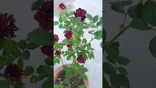 Abra ka dabra rose flowers #mera_garden