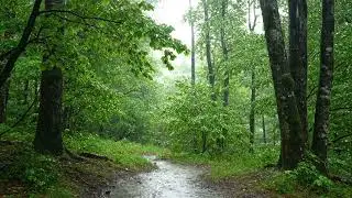 Deep Sleep with Native American Flute & Gentle Forest Rain Ambience | 3 Hours